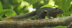 Callosciurus notatus