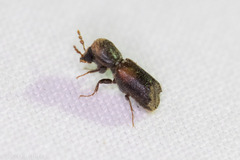 Xylobiops texanus