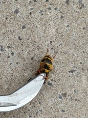 Vespula germanica