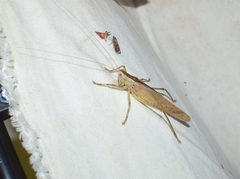 Palaeoagraecia ascenda