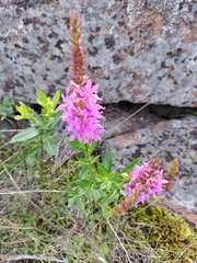 Lythrum salicaria