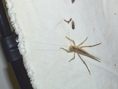 Palaeoagraecia ascenda