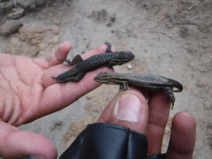 Sceloporus megalepidurus