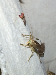 Palaeoagraecia ascenda