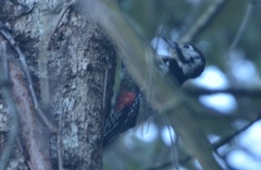 Dendrocopos himalayensis