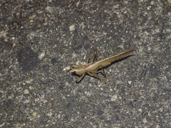 Palaeoagraecia ascenda