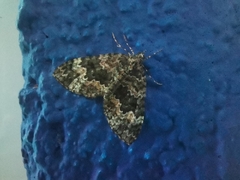 Hammaptera parinotata