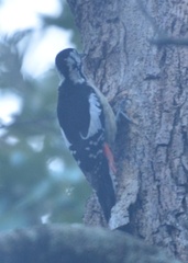Dendrocopos himalayensis