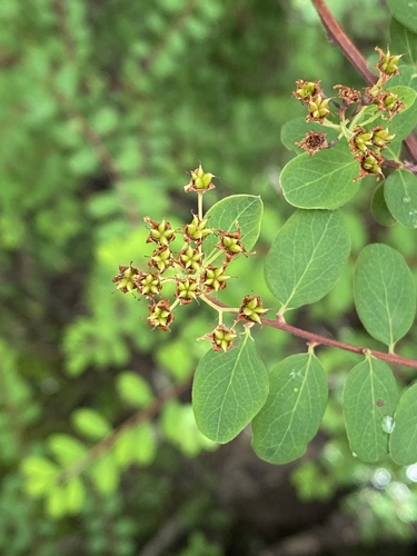 Spiraea schneideriana