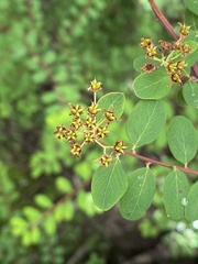 Spiraea schneideriana