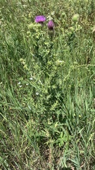 Cirsium serrulatum
