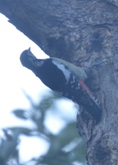 Dendrocopos himalayensis