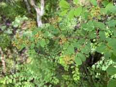 Spiraea schneideriana