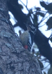 Dendrocopos himalayensis