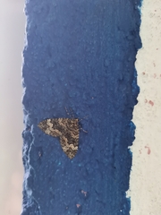 Hammaptera parinotata