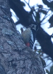 Dendrocopos himalayensis