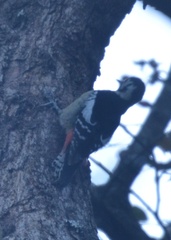 Dendrocopos himalayensis