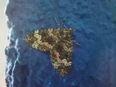 Hammaptera parinotata