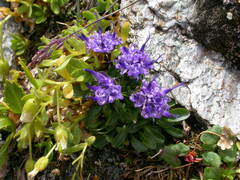 Phyteuma globulariifolium