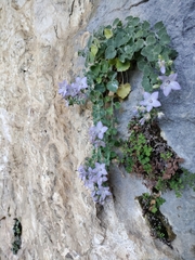 Campanula fragilis