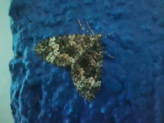 Hammaptera parinotata