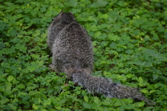 Otospermophilus variegatus