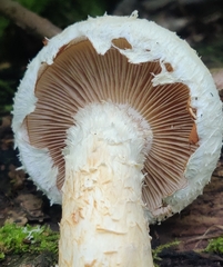 Pholiota squarrosa
