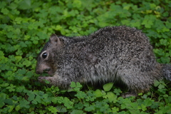 Otospermophilus variegatus