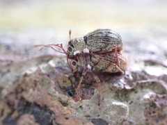 Eusomidius rostralis