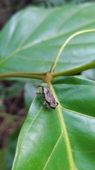 Heilipodus lateralis