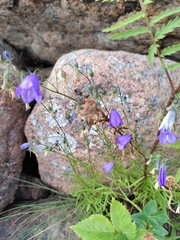 Campanula rotundifolia