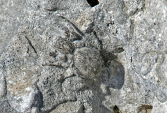 Plexippoides