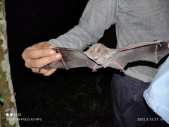 Artibeus fraterculus