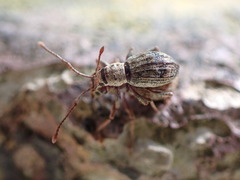Eusomidius rostralis