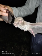 Artibeus fraterculus