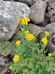 Tanacetum vulgare