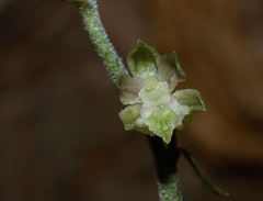 Epipactis microphylla