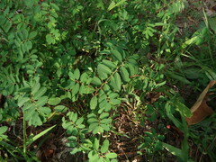 Phyllanthus caroliniensis