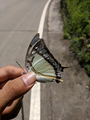 Polyura eudamippus