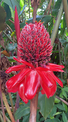 Etlingera elatior