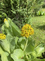 Ligularia amplexicaulis