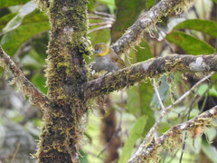 Chlorospingus flavigularis