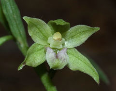Epipactis exilis