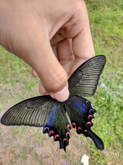 Papilio bianor