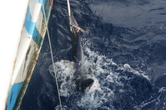 Isurus paucus