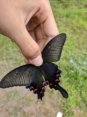 Papilio bianor