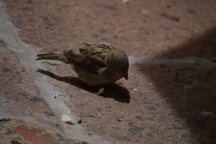 Passer domesticus