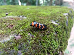 Cosmoscarta dimidiata