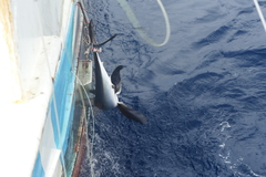 Isurus paucus