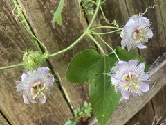 Passiflora ciliata